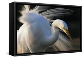 Great Egret (Ardea Alba) Pusztaszer, Hungary, May-Varesvuo-Framed Stretched Canvas