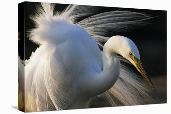 Great Egret (Ardea Alba) Pusztaszer, Hungary, May-Varesvuo-Stretched Canvas