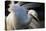 Great Egret (Ardea Alba) Pusztaszer, Hungary, May-Varesvuo-Stretched Canvas