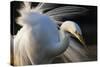 Great Egret (Ardea Alba) Pusztaszer, Hungary, May-Varesvuo-Stretched Canvas