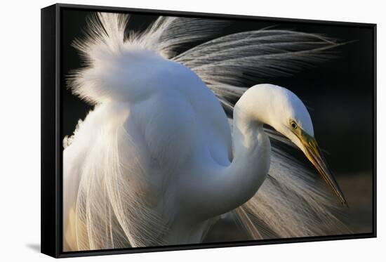 Great Egret (Ardea Alba) Pusztaszer, Hungary, May-Varesvuo-Framed Stretched Canvas