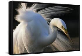 Great Egret (Ardea Alba) Pusztaszer, Hungary, May-Varesvuo-Framed Stretched Canvas