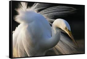 Great Egret (Ardea Alba) Pusztaszer, Hungary, May-Varesvuo-Framed Stretched Canvas