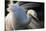 Great Egret (Ardea Alba) Pusztaszer, Hungary, May-Varesvuo-Stretched Canvas