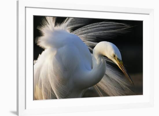 Great Egret (Ardea Alba) Pusztaszer, Hungary, May-Varesvuo-Framed Photographic Print