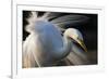 Great Egret (Ardea Alba) Pusztaszer, Hungary, May-Varesvuo-Framed Photographic Print