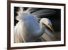 Great Egret (Ardea Alba) Pusztaszer, Hungary, May-Varesvuo-Framed Photographic Print