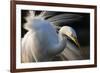 Great Egret (Ardea Alba) Pusztaszer, Hungary, May-Varesvuo-Framed Photographic Print