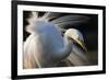 Great Egret (Ardea Alba) Pusztaszer, Hungary, May-Varesvuo-Framed Photographic Print