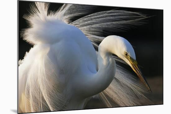 Great Egret (Ardea Alba) Pusztaszer, Hungary, May-Varesvuo-Mounted Photographic Print