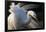 Great Egret (Ardea Alba) Pusztaszer, Hungary, May-Varesvuo-Framed Photographic Print