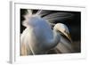 Great Egret (Ardea Alba) Pusztaszer, Hungary, May-Varesvuo-Framed Photographic Print