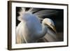 Great Egret (Ardea Alba) Pusztaszer, Hungary, May-Varesvuo-Framed Photographic Print