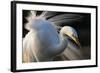 Great Egret (Ardea Alba) Pusztaszer, Hungary, May-Varesvuo-Framed Photographic Print