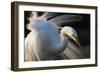 Great Egret (Ardea Alba) Pusztaszer, Hungary, May-Varesvuo-Framed Photographic Print