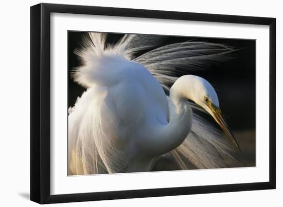 Great Egret (Ardea Alba) Pusztaszer, Hungary, May-Varesvuo-Framed Photographic Print