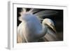 Great Egret (Ardea Alba) Pusztaszer, Hungary, May-Varesvuo-Framed Photographic Print