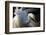 Great Egret (Ardea Alba) Pusztaszer, Hungary, May-Varesvuo-Framed Photographic Print