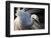 Great Egret (Ardea Alba) Pusztaszer, Hungary, May-Varesvuo-Framed Photographic Print