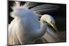 Great Egret (Ardea Alba) Pusztaszer, Hungary, May-Varesvuo-Mounted Photographic Print