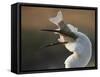 Great Egret (Ardea Alba) Swallowing Large Fish, Pusztaszer, Hungary, May 2008-Varesvuo-Framed Stretched Canvas