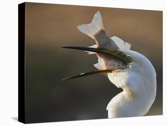 Great Egret (Ardea Alba) Swallowing Large Fish, Pusztaszer, Hungary, May 2008-Varesvuo-Stretched Canvas