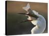 Great Egret (Ardea Alba) Swallowing Large Fish, Pusztaszer, Hungary, May 2008-Varesvuo-Stretched Canvas