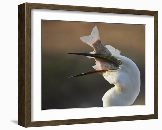 Great Egret (Ardea Alba) Swallowing Large Fish, Pusztaszer, Hungary, May 2008-Varesvuo-Framed Photographic Print