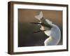 Great Egret (Ardea Alba) Swallowing Large Fish, Pusztaszer, Hungary, May 2008-Varesvuo-Framed Photographic Print