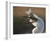 Great Egret (Ardea Alba) Swallowing Large Fish, Pusztaszer, Hungary, May 2008-Varesvuo-Framed Photographic Print