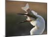 Great Egret (Ardea Alba) Swallowing Large Fish, Pusztaszer, Hungary, May 2008-Varesvuo-Mounted Photographic Print