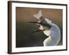 Great Egret (Ardea Alba) Swallowing Large Fish, Pusztaszer, Hungary, May 2008-Varesvuo-Framed Photographic Print