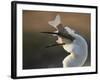 Great Egret (Ardea Alba) Swallowing Large Fish, Pusztaszer, Hungary, May 2008-Varesvuo-Framed Photographic Print