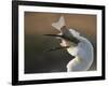 Great Egret (Ardea Alba) Swallowing Large Fish, Pusztaszer, Hungary, May 2008-Varesvuo-Framed Photographic Print