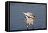 Great Egret (Ardea Alba)-Lynn M^ Stone-Framed Stretched Canvas