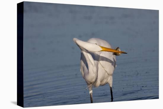 Great Egret (Ardea Alba)-Lynn M^ Stone-Stretched Canvas