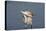 Great Egret (Ardea Alba)-Lynn M^ Stone-Stretched Canvas