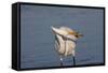 Great Egret (Ardea Alba)-Lynn M^ Stone-Framed Stretched Canvas