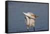 Great Egret (Ardea Alba)-Lynn M^ Stone-Framed Stretched Canvas