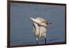 Great Egret (Ardea Alba)-Lynn M^ Stone-Framed Premium Photographic Print