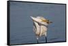 Great Egret (Ardea Alba)-Lynn M^ Stone-Framed Stretched Canvas