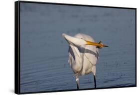 Great Egret (Ardea Alba)-Lynn M^ Stone-Framed Stretched Canvas