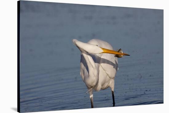 Great Egret (Ardea Alba)-Lynn M^ Stone-Stretched Canvas