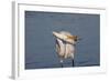 Great Egret (Ardea Alba)-Lynn M^ Stone-Framed Photographic Print