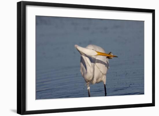 Great Egret (Ardea Alba)-Lynn M^ Stone-Framed Photographic Print