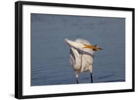 Great Egret (Ardea Alba)-Lynn M^ Stone-Framed Photographic Print