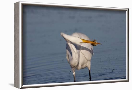 Great Egret (Ardea Alba)-Lynn M^ Stone-Framed Photographic Print