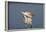 Great Egret (Ardea Alba)-Lynn M^ Stone-Framed Photographic Print