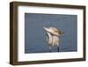 Great Egret (Ardea Alba)-Lynn M^ Stone-Framed Photographic Print