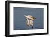 Great Egret (Ardea Alba)-Lynn M^ Stone-Framed Photographic Print